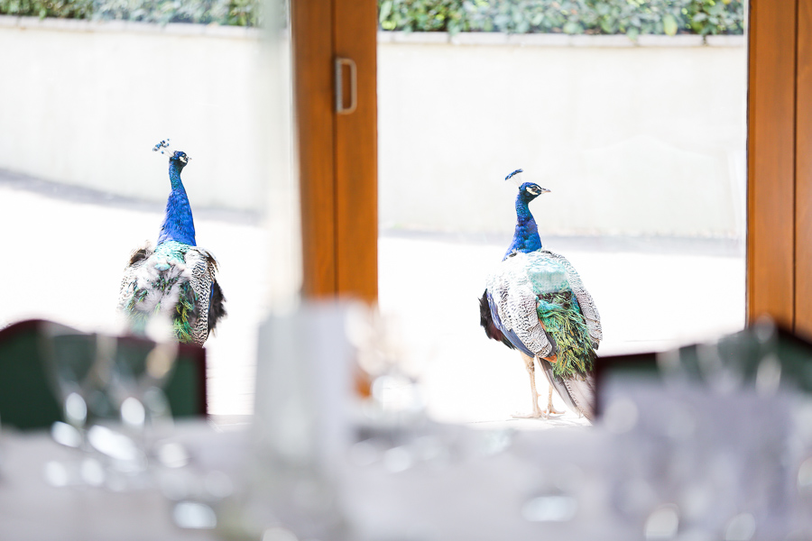 Peacocks at the Larmer Tree wedding venue
